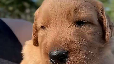 Cider x Roadie - 4 weeks old